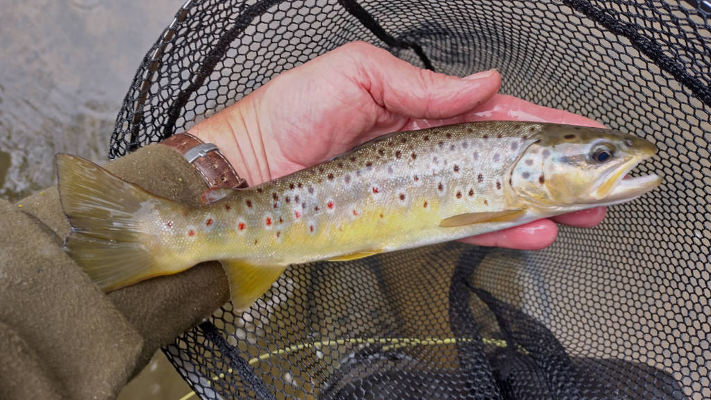 Photo of the Pylon Pool trout